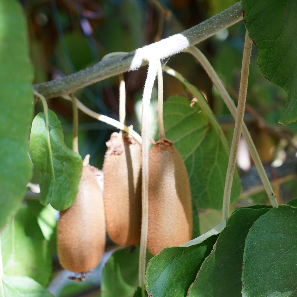 Kiwi Plant Bruno (female) - Actinidia chinensis