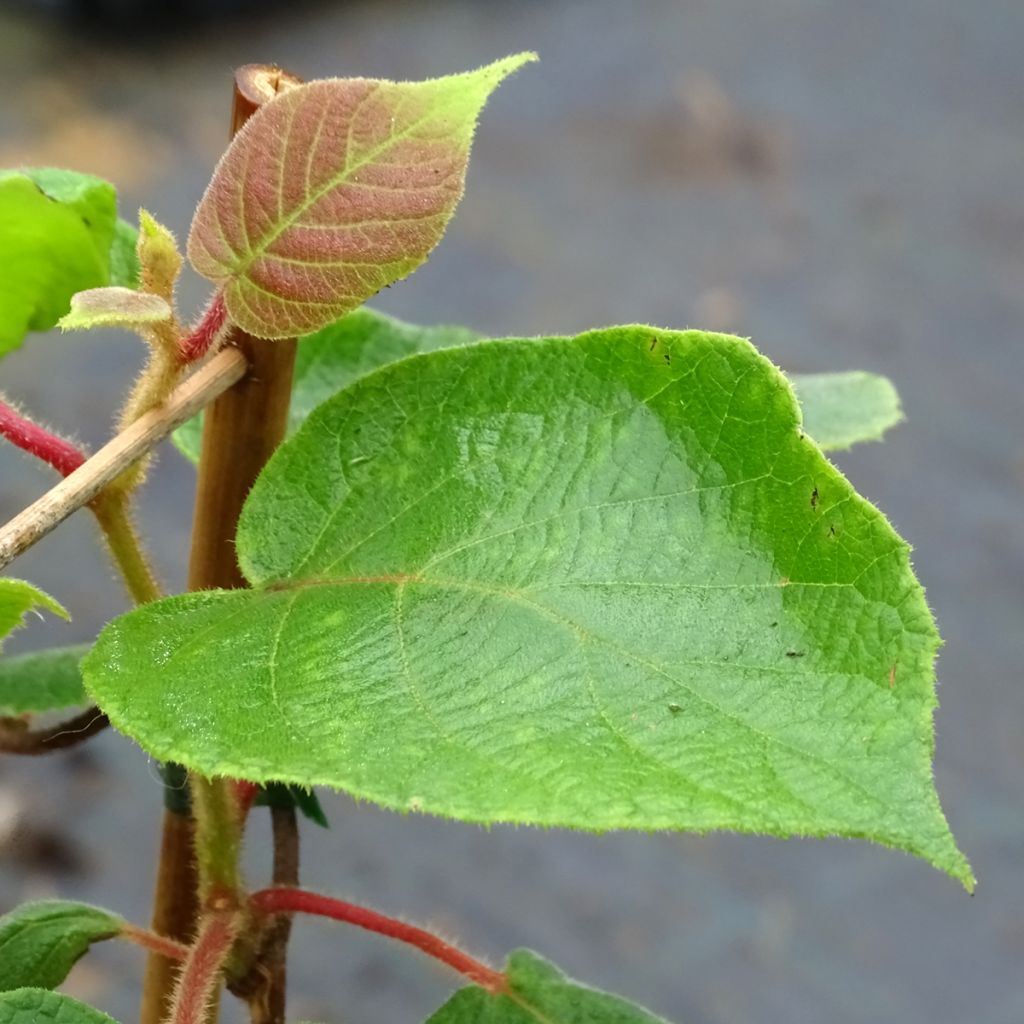 Kiwi Plant Tomuri (male) - Actinidia deliciosa