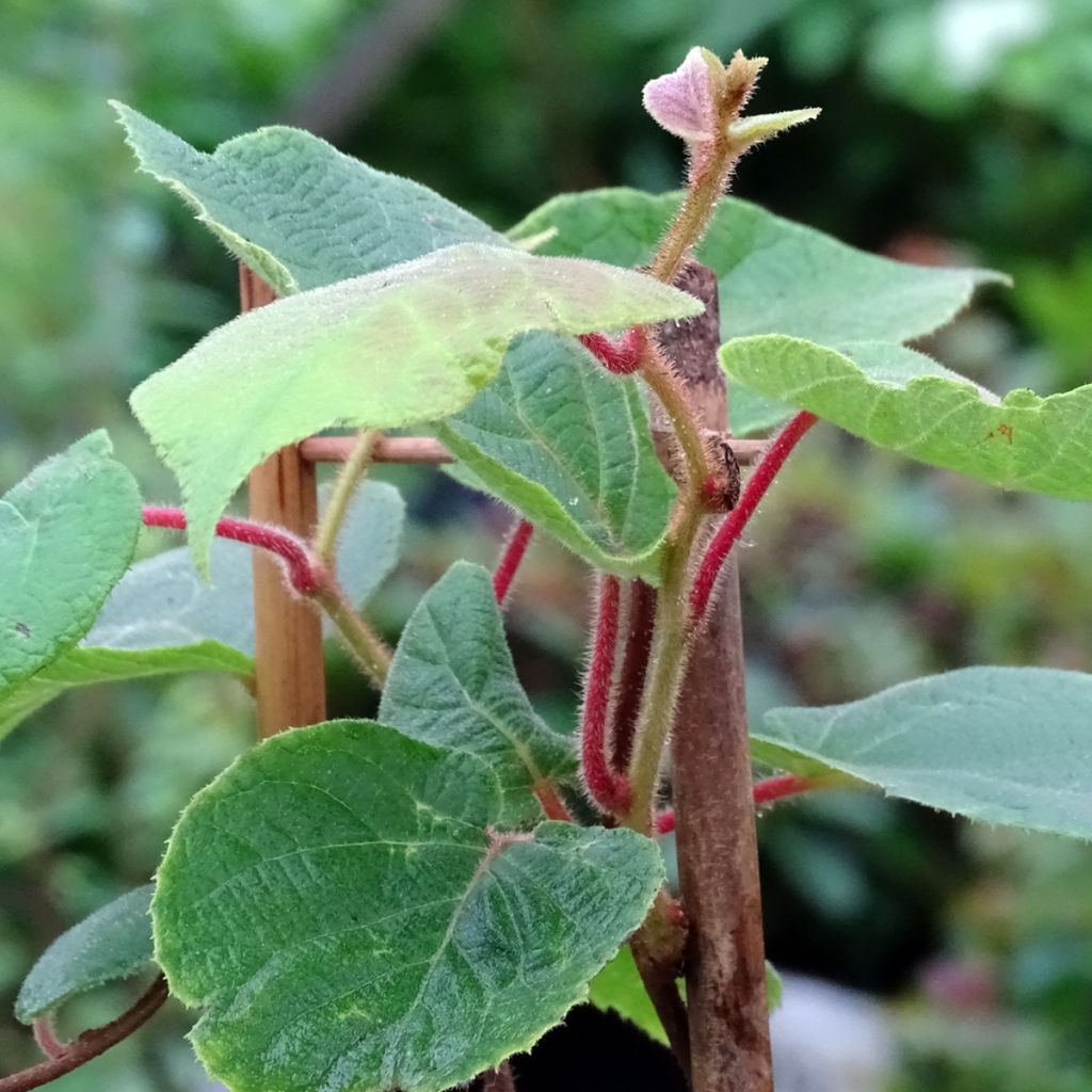 Kiwi Plant Tomuri (male) - Actinidia deliciosa