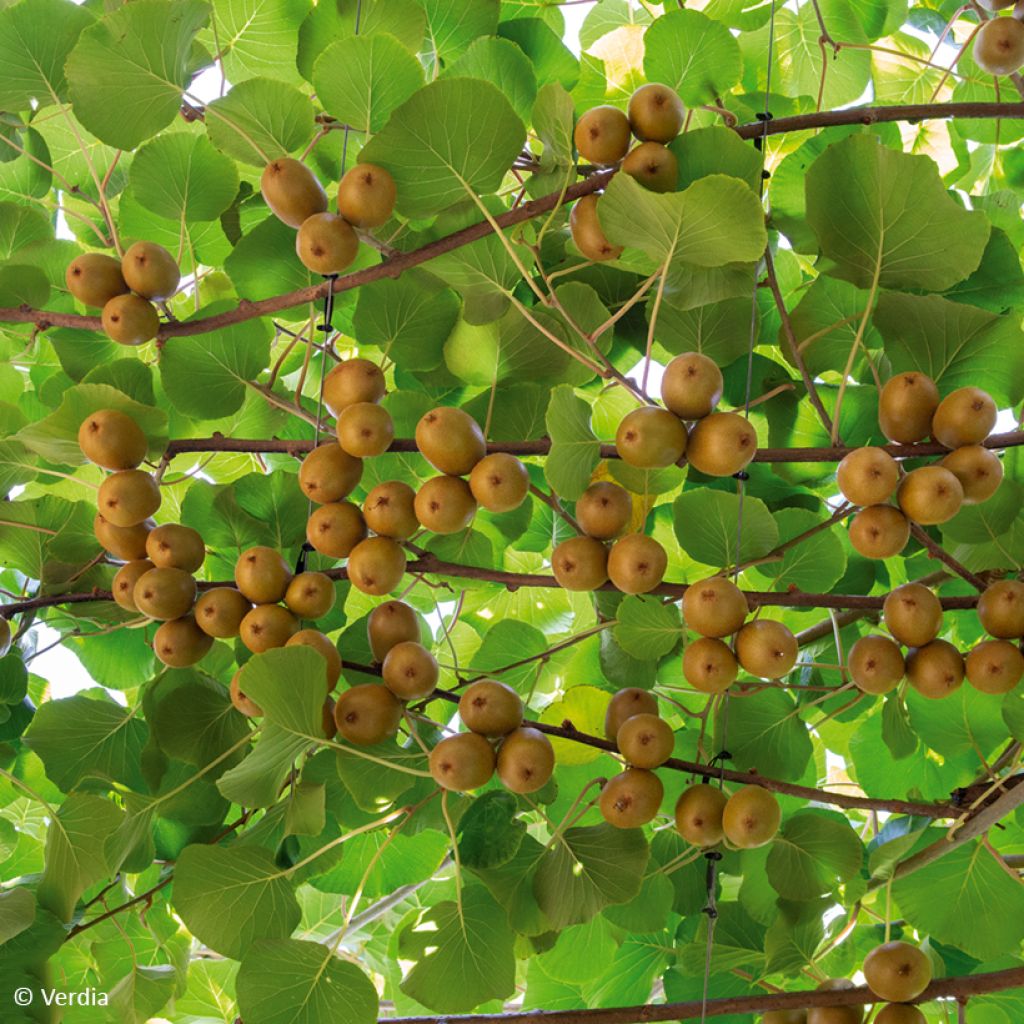 Kiwi Plant kiw'Happy (female) - Actinidia deliciosa