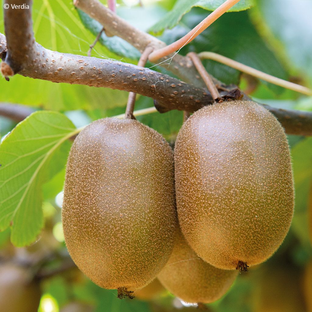 Kiwi Plant kiw'Happy (female) - Actinidia deliciosa