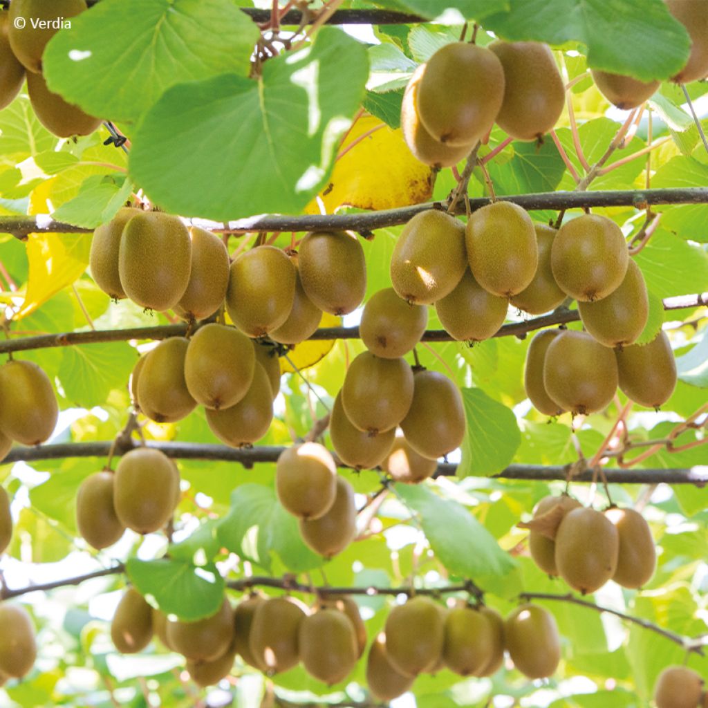 Kiwi Plant kiw'Happy (female) - Actinidia deliciosa