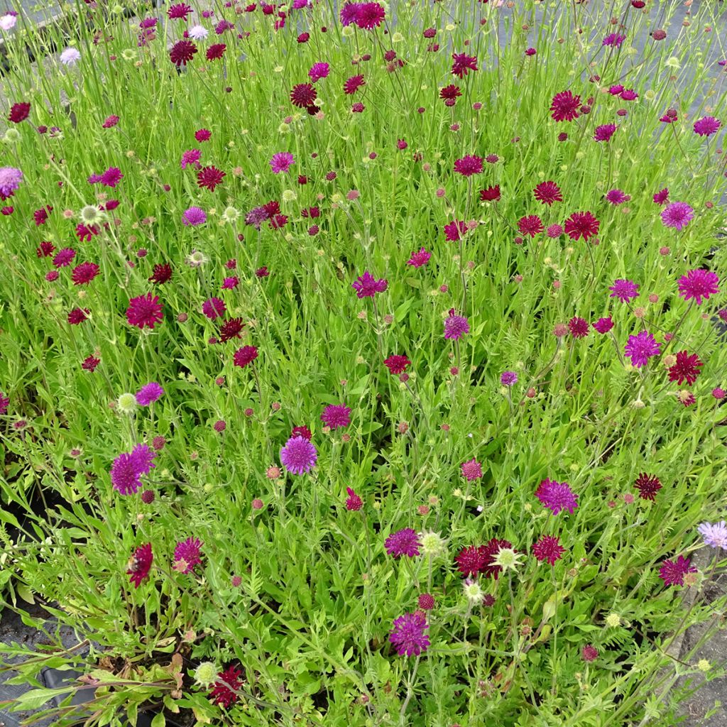 Knautia macedonica Melton Pastels - Macedonian scabious