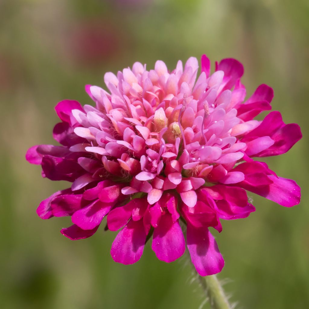 Knautia macedonica Melton Pastels - Macedonian scabious