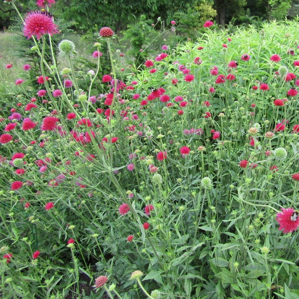 Knautia macedonica Red Knight