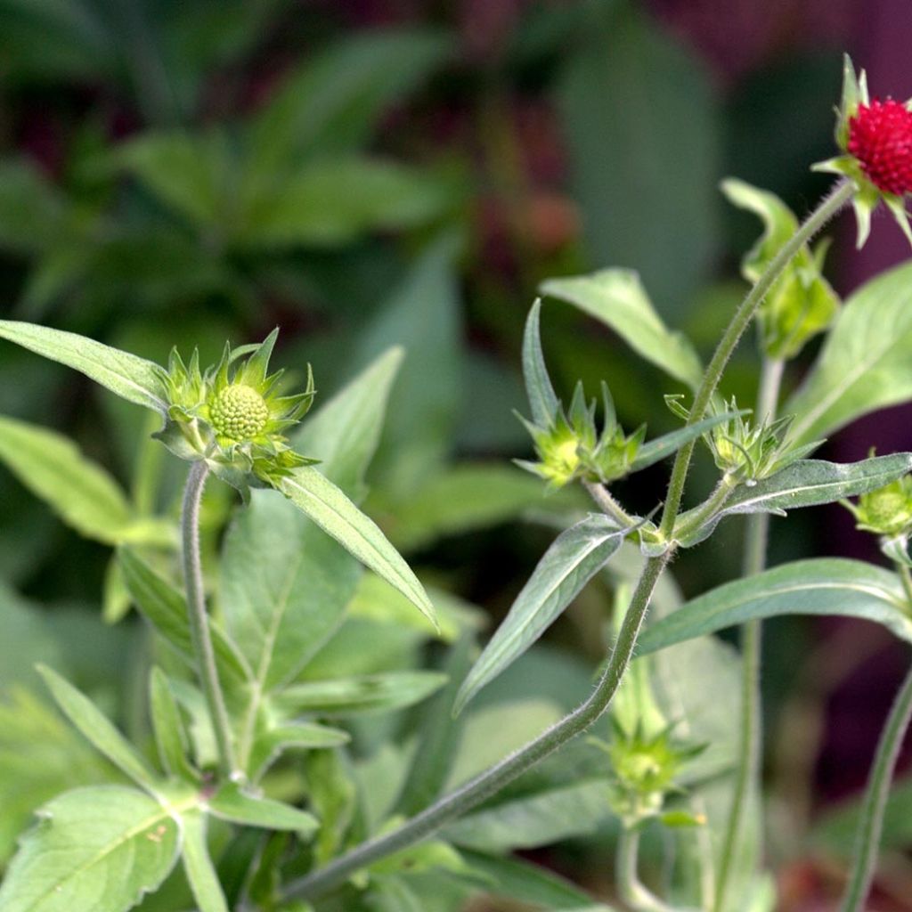 Knautia macedonica Red Knight
