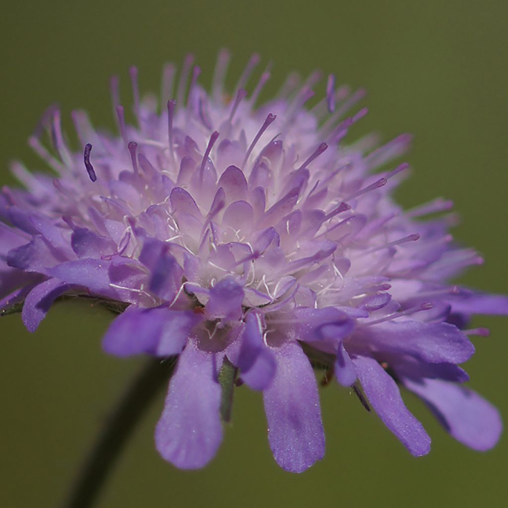 Knautia arvensis
