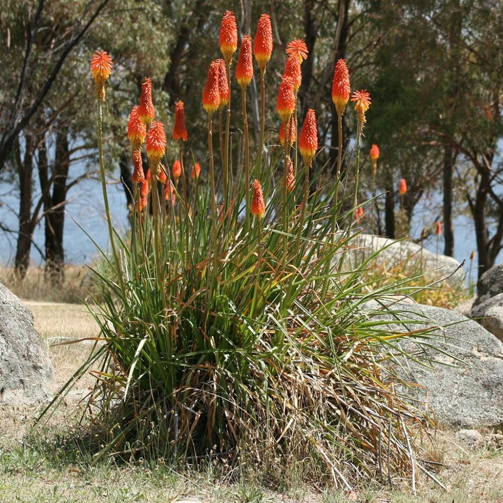 Kniphofia Alcazar - Red Hot Poker