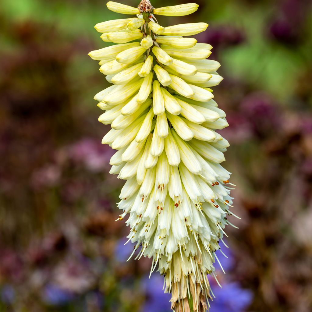 Kniphofia  Magical® Snow Torch - Red-hot poker