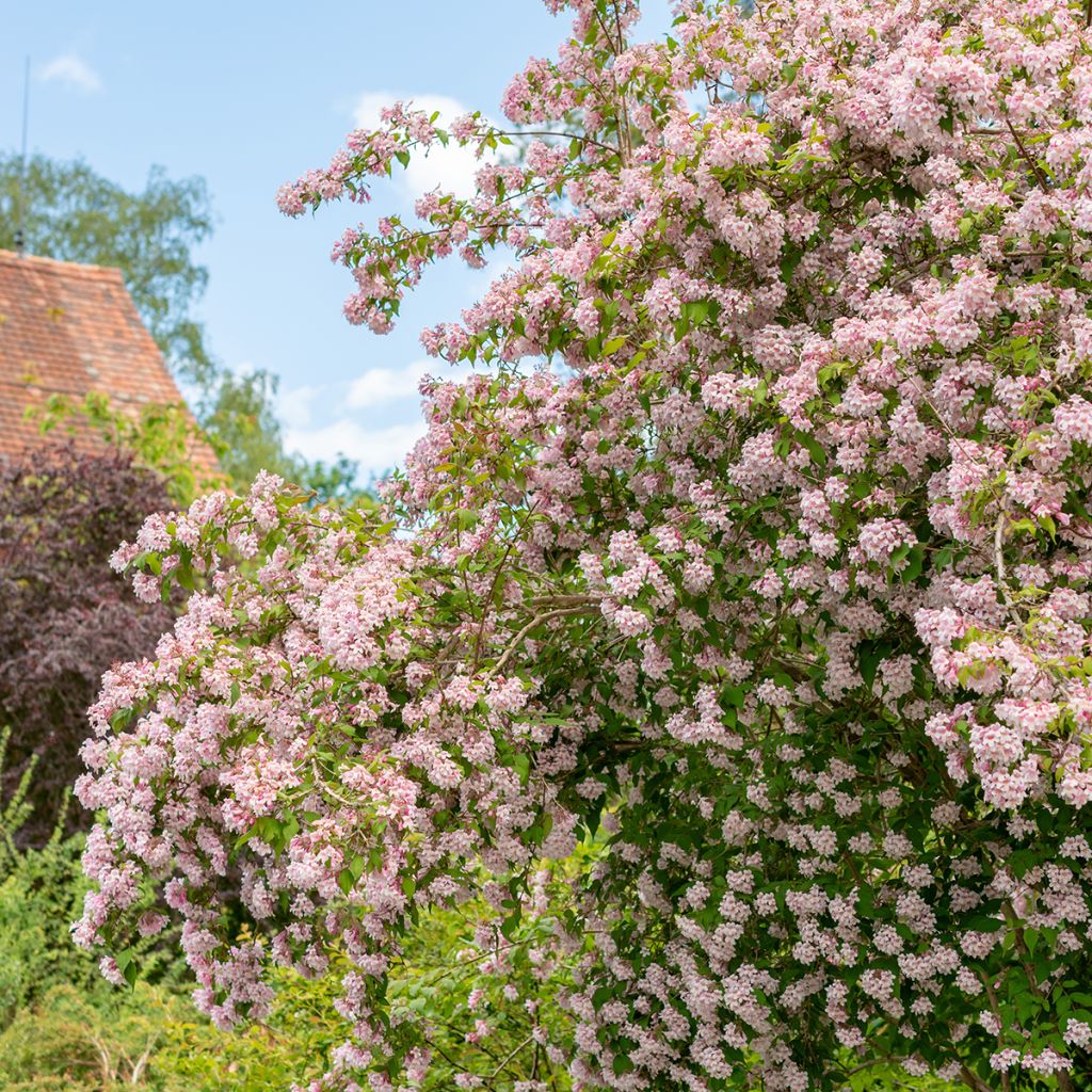 Kolkwitzia amabilis - Beauty Bush