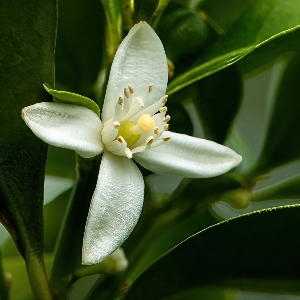 Oval-fruited Kumquat - Fortunella margarita