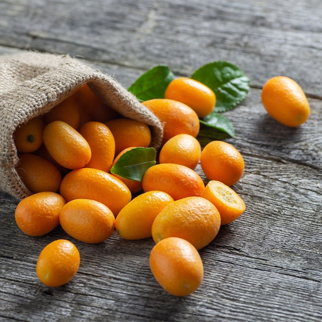 Oval-fruited Kumquat - Fortunella margarita