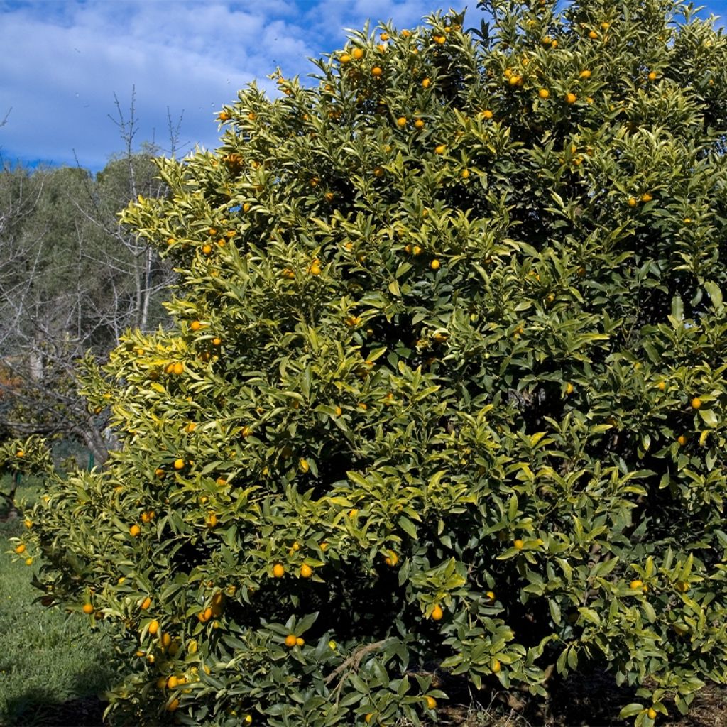 Oval-fruited Kumquat - Fortunella margarita