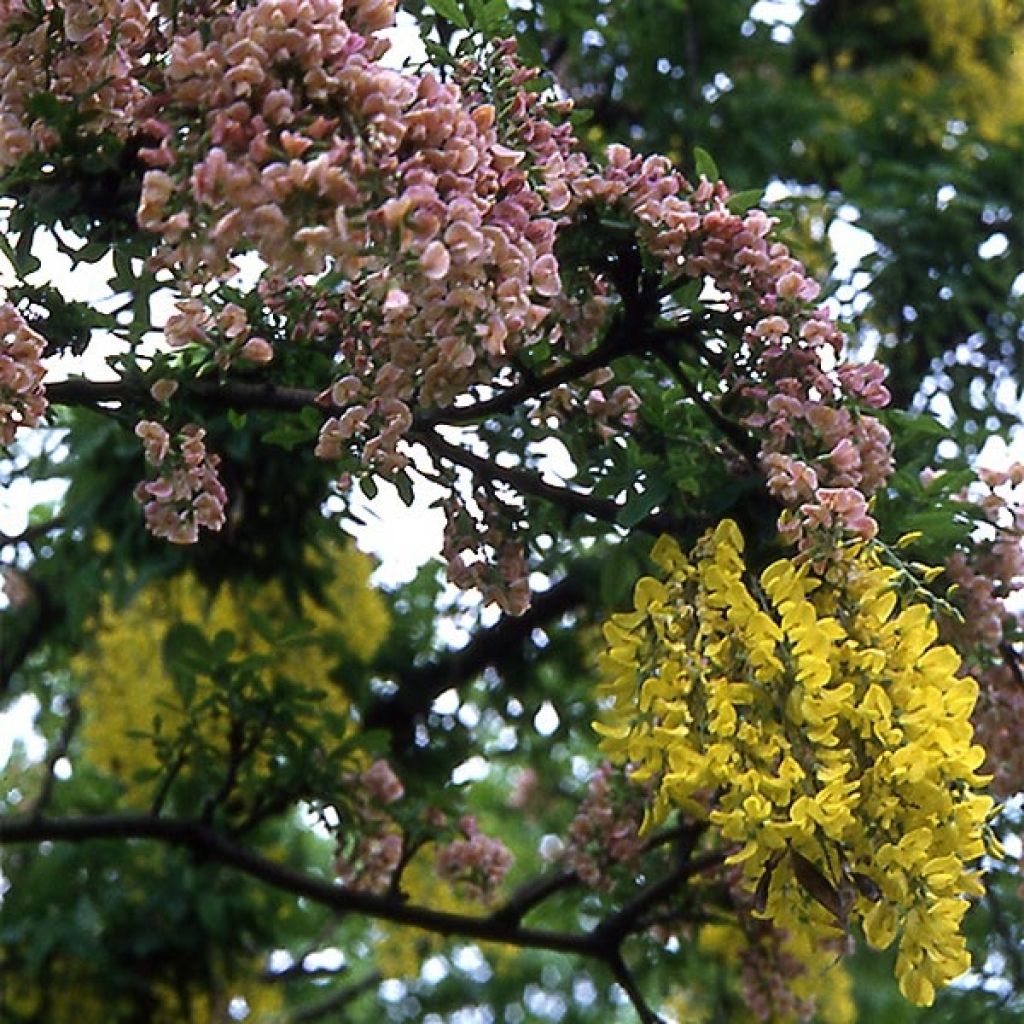 +Laburnocytisus adamii 