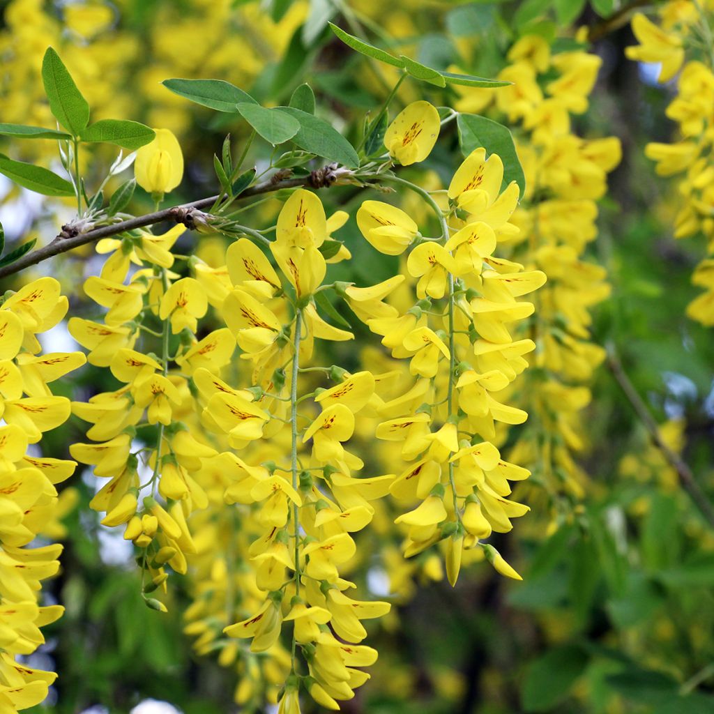 Laburnum anagyroides - Common laburnum seeds