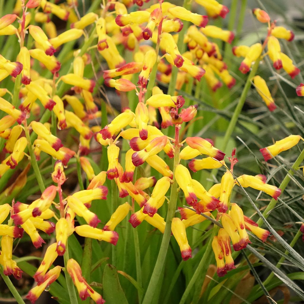 Lachenalia aloides African Beauty Namakwa