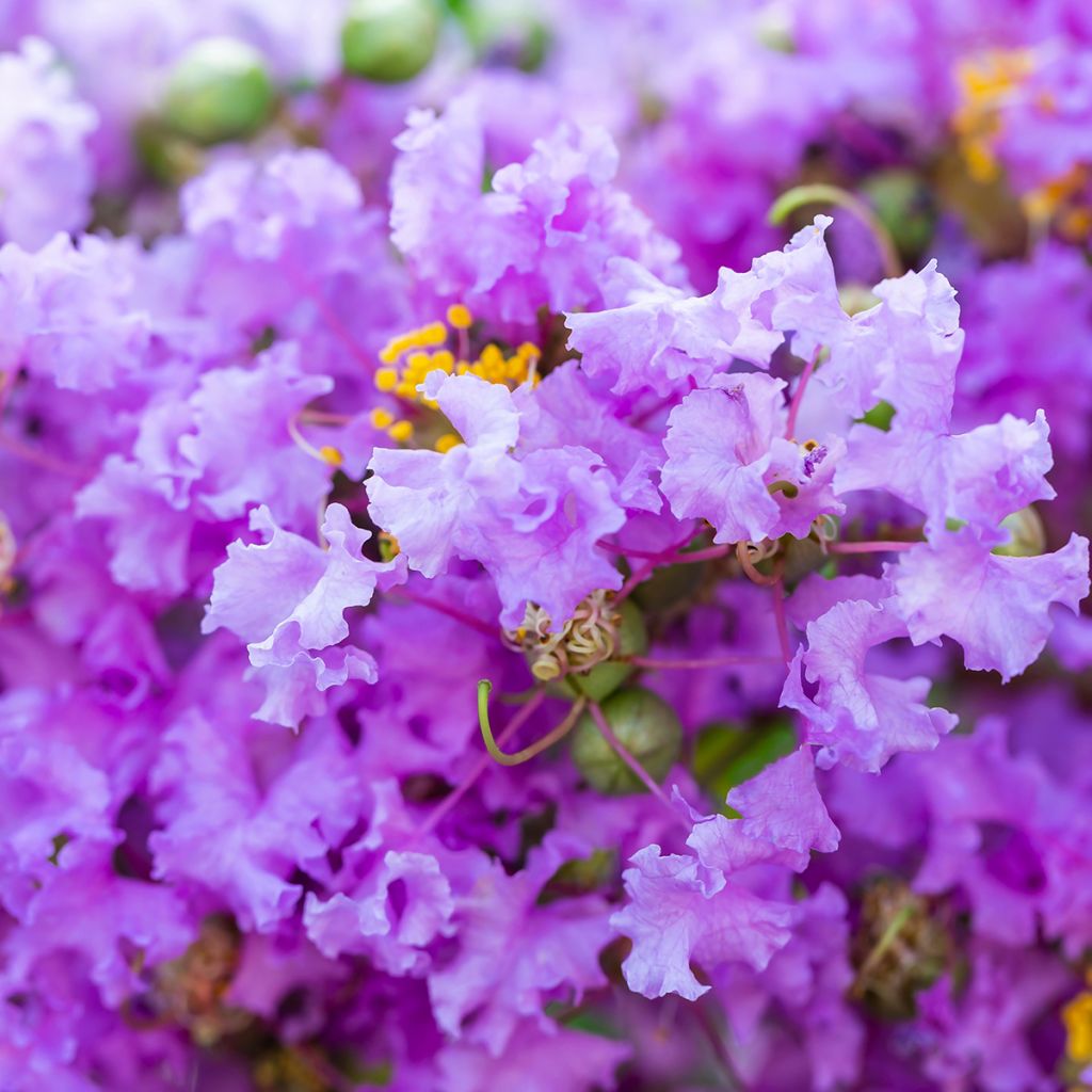 Lagerstroemia indica Cordon Bleu - Crape Myrtle