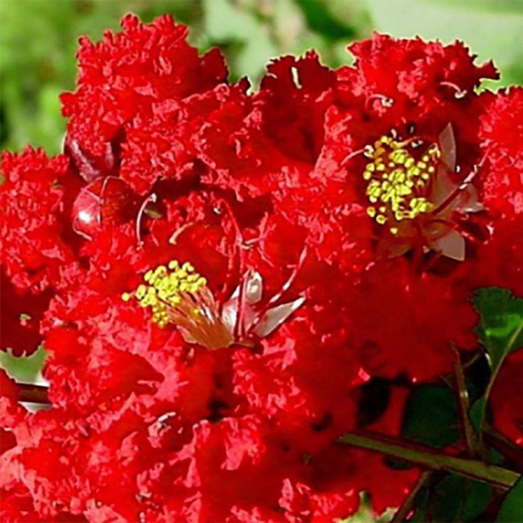 Lagerstroemia indica Dynamite - Crape Myrtle