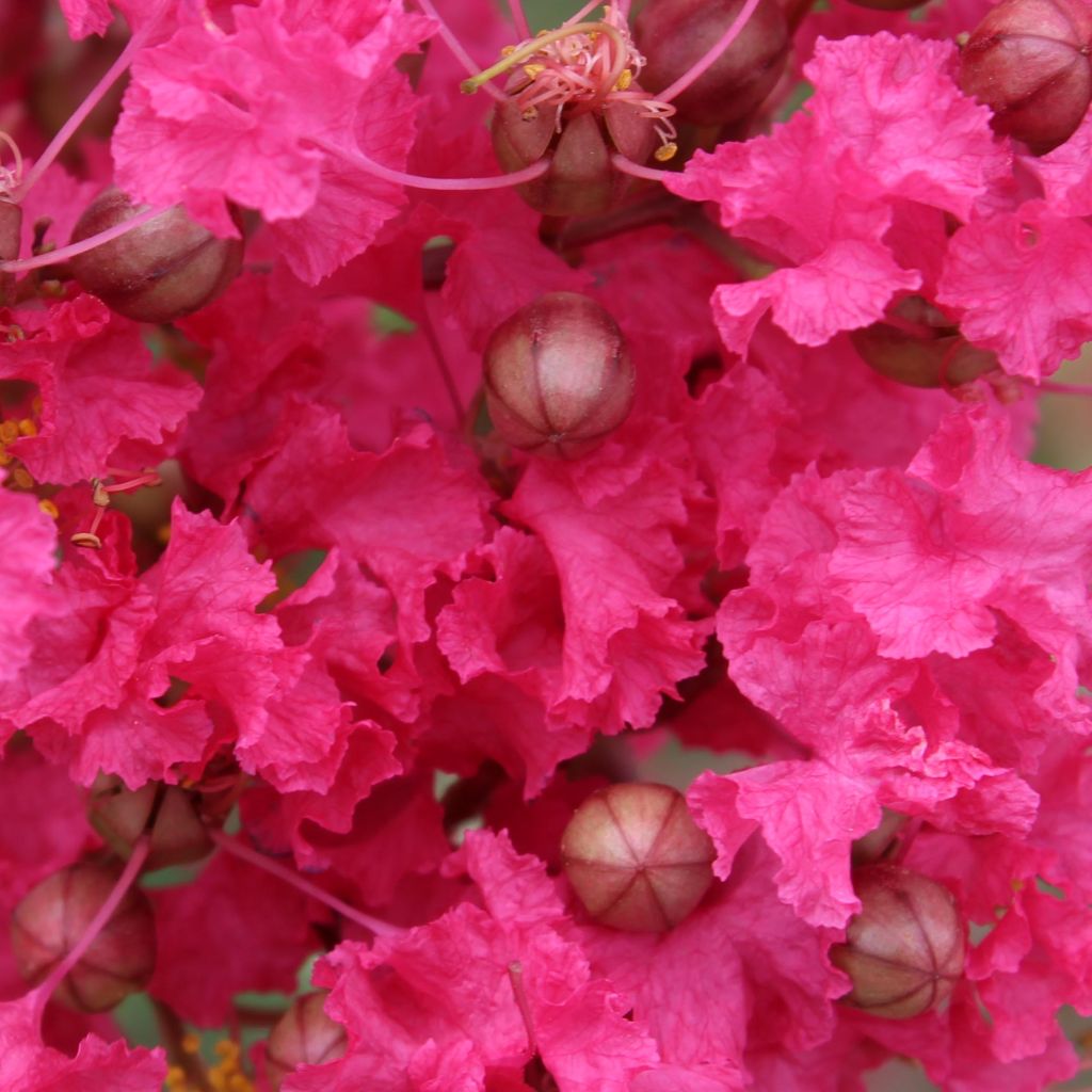Lagerstroemia indica Mon Panache - Lilas des Indes