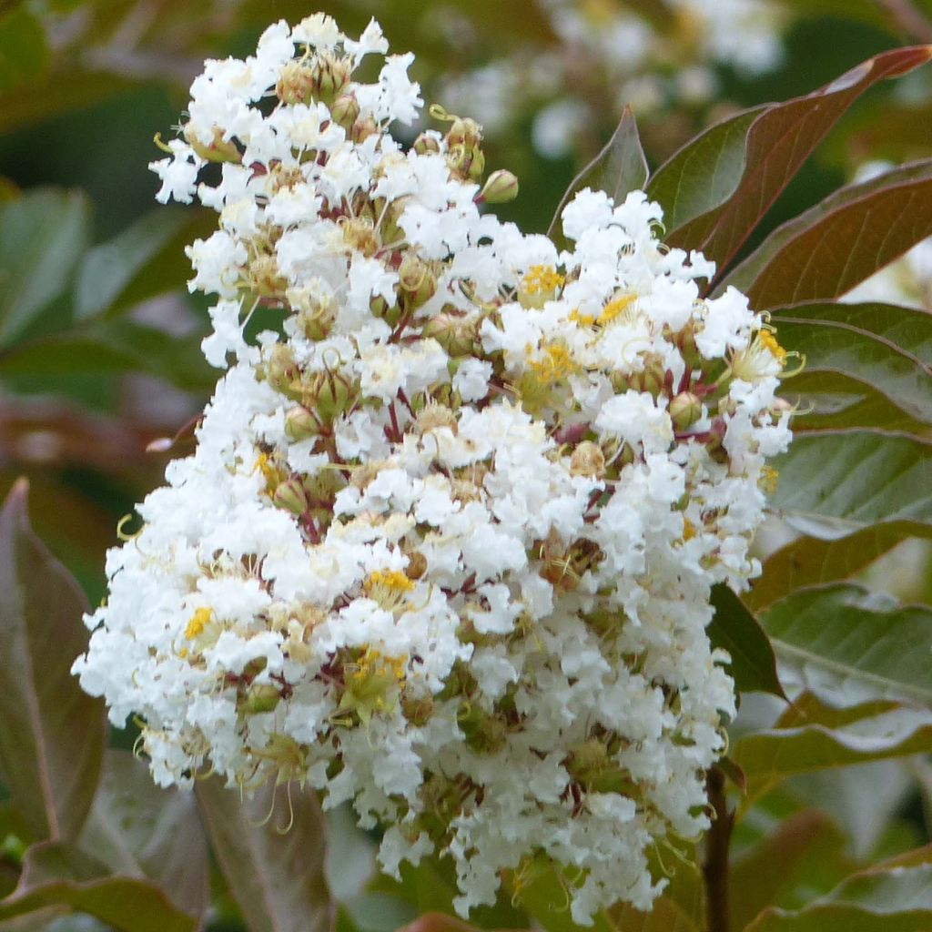 Lagerstroemia indica Nivea - Crape Myrtle