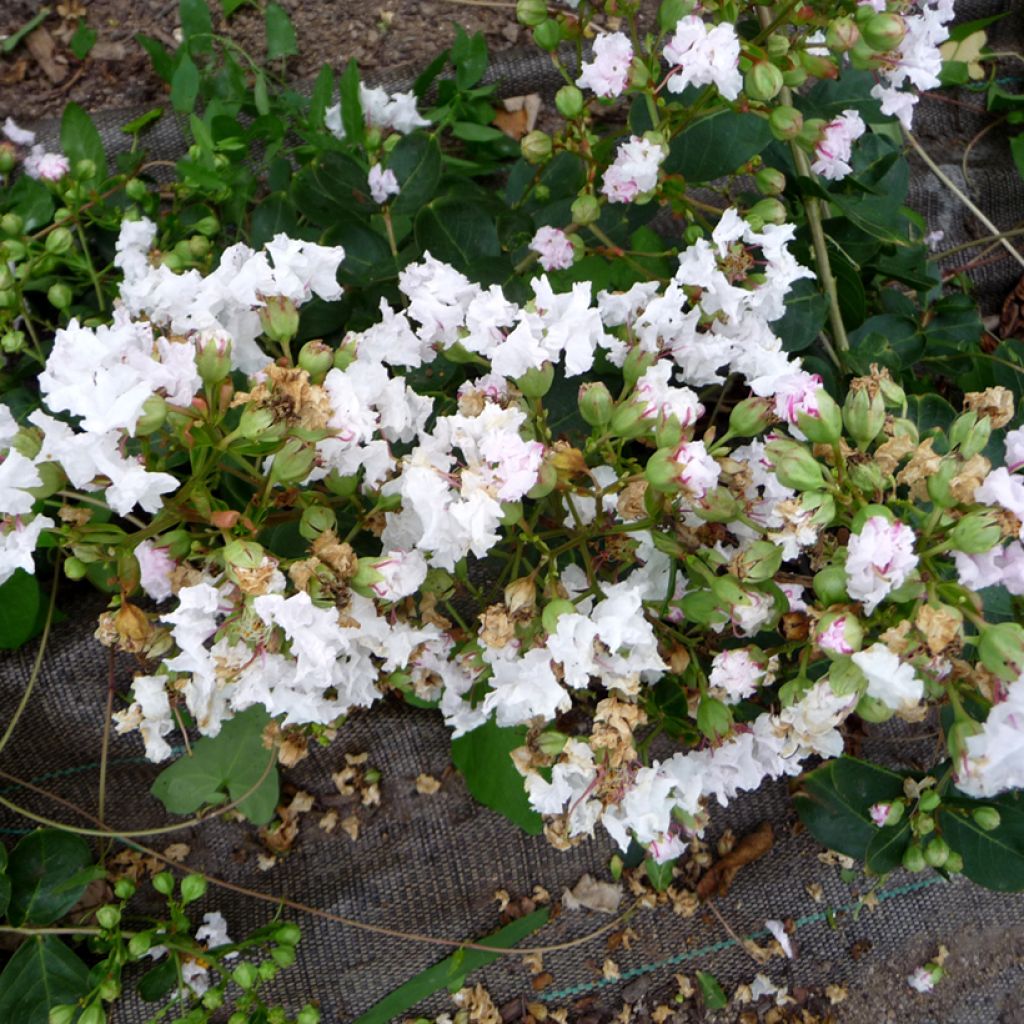 Lagerstroemia indica Petite Snow