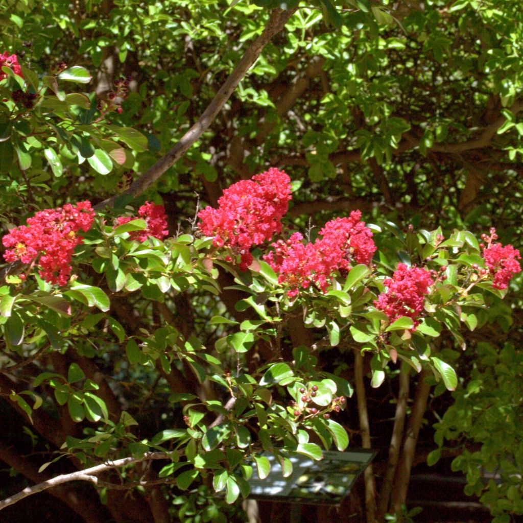 Lagerstroemia indica Red imperator - Crape Myrtle