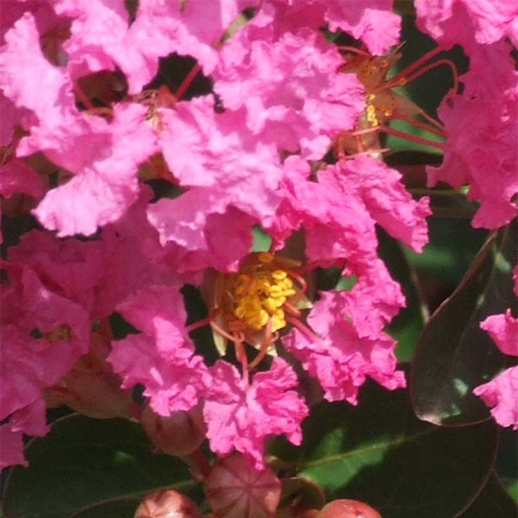 Lagerstroemia indica Indian Rose - Crape Myrtle