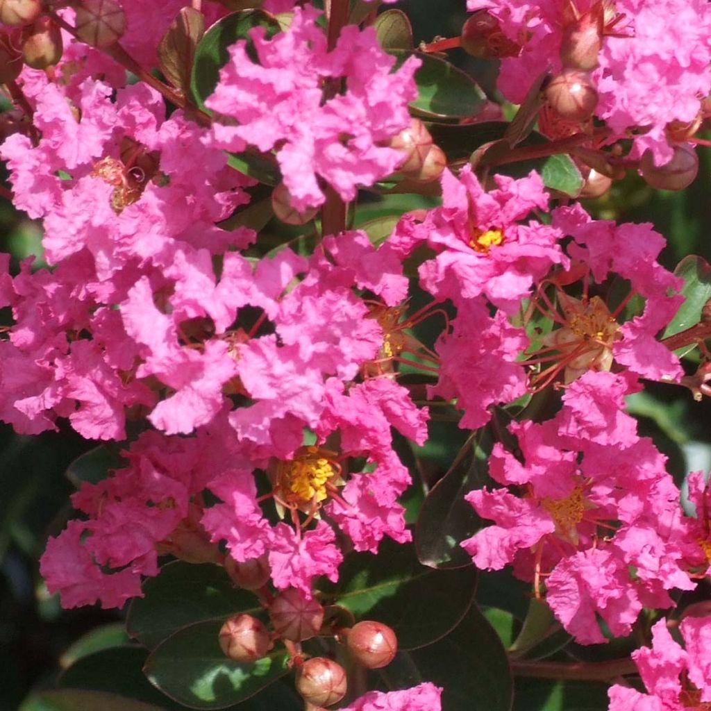 Lagerstroemia indica Indian Rose - Crape Myrtle