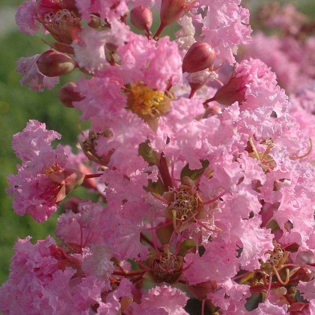 Lagerstroemia indica Tea Rose - Crape Myrtle