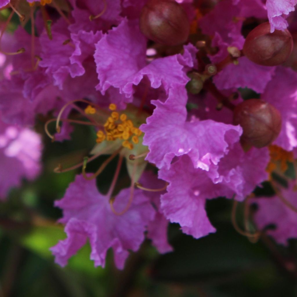 Lagerstroemia indica Souvenir d'Hubert Puard