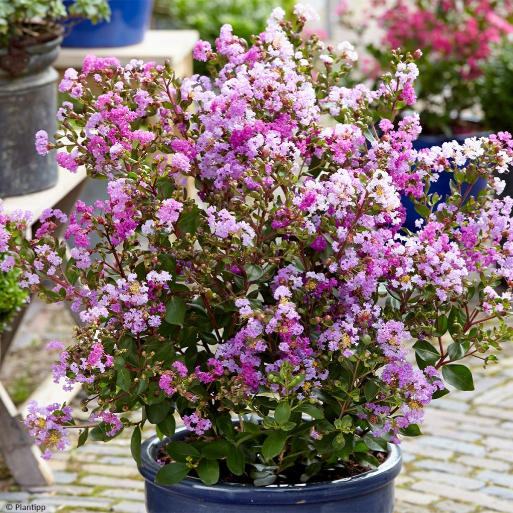 Lagerstroemia indica Eternal with Love - Crape Myrtle