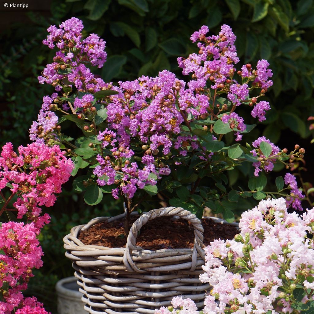 Lagerstroemia indica Eternal with Love - Crape Myrtle