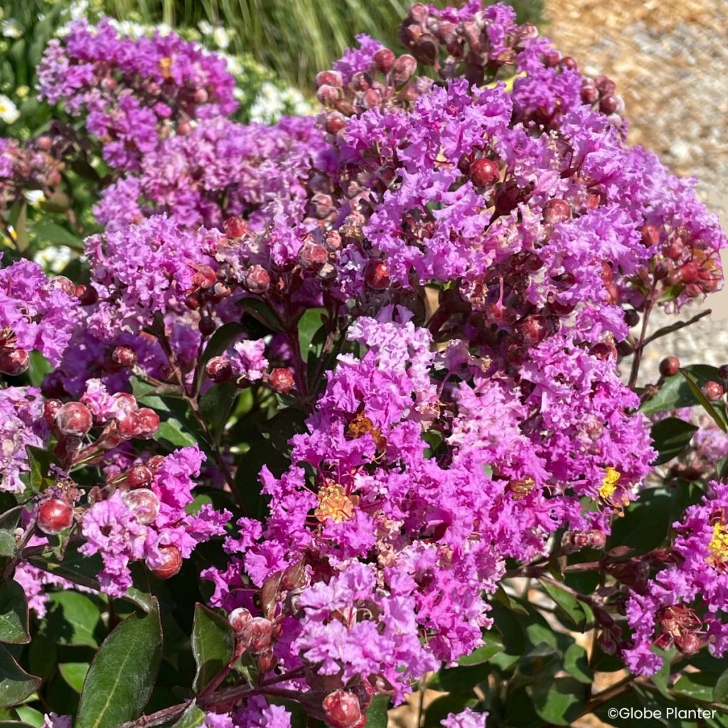 Lagerstroemia indica Gourmet Violetta - Crape myrtle