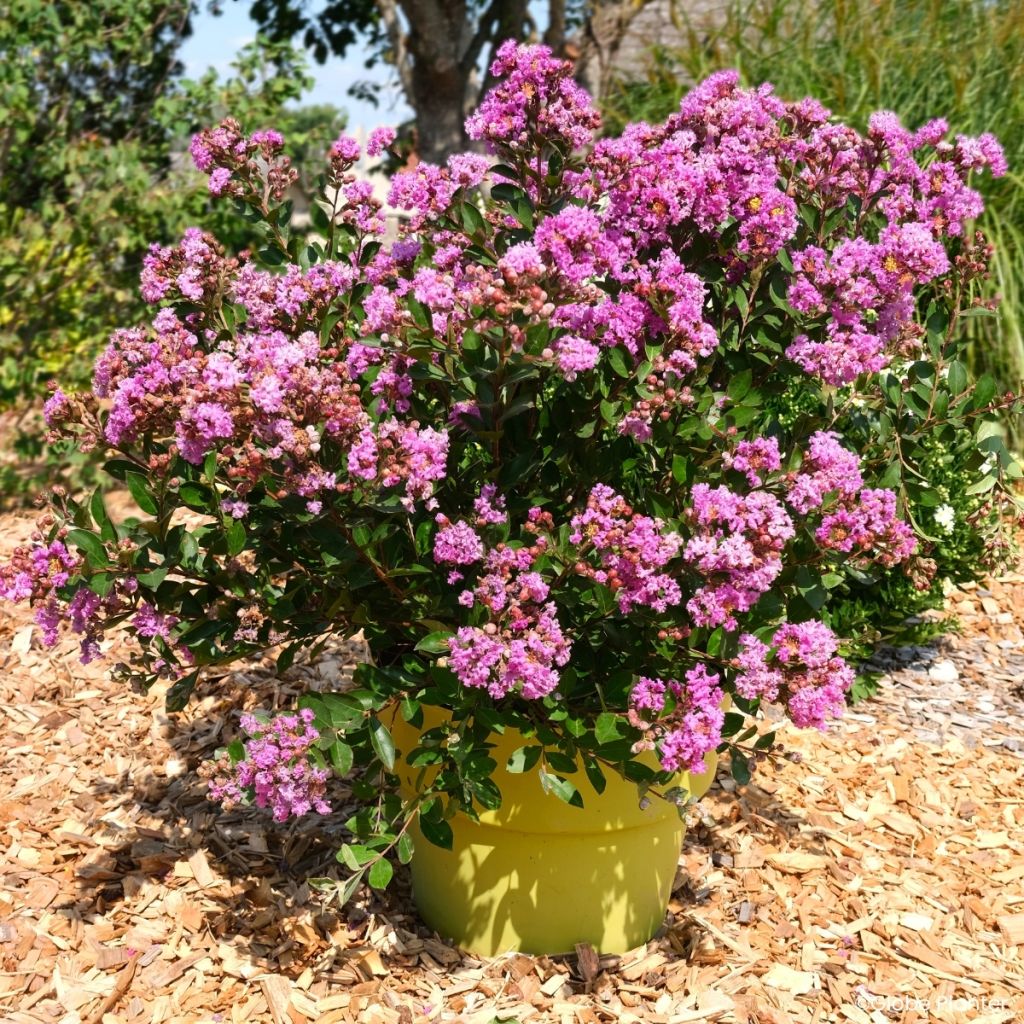Lagerstroemia indica Gourmet Violetta - Crape myrtle