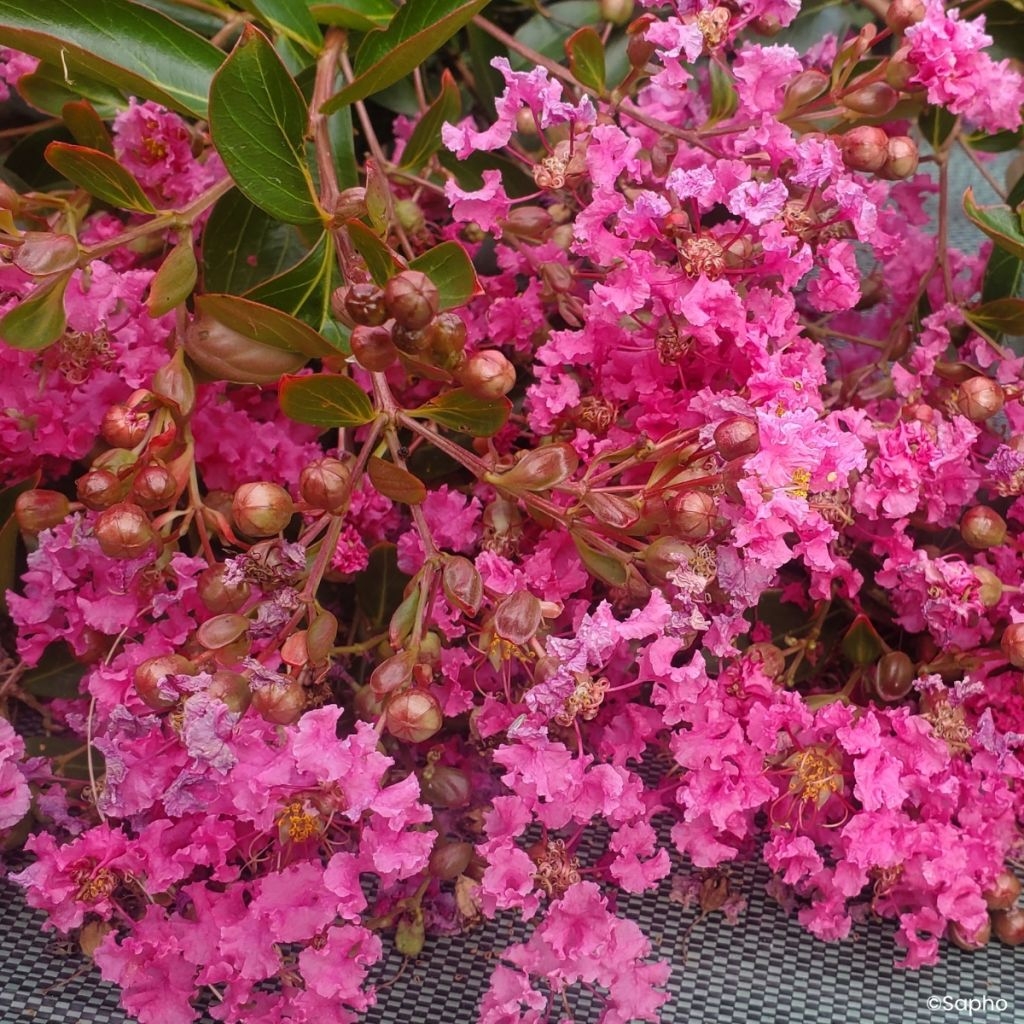 Lagerstroemia indica Mimie Rose - Crape myrtle