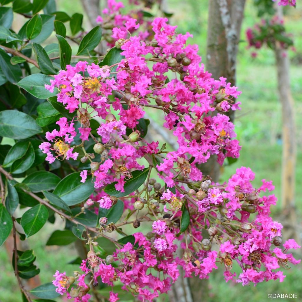 Lagerstroemia indica Mimie Rose - Crape myrtle