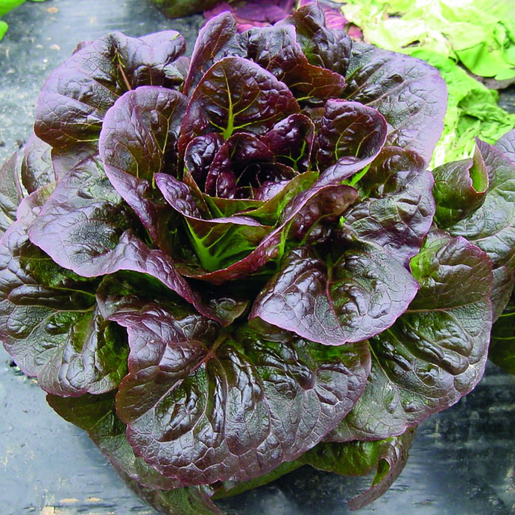 Lactuca sativa var. romana 'Ovired' seeds - Mini cos lettuce