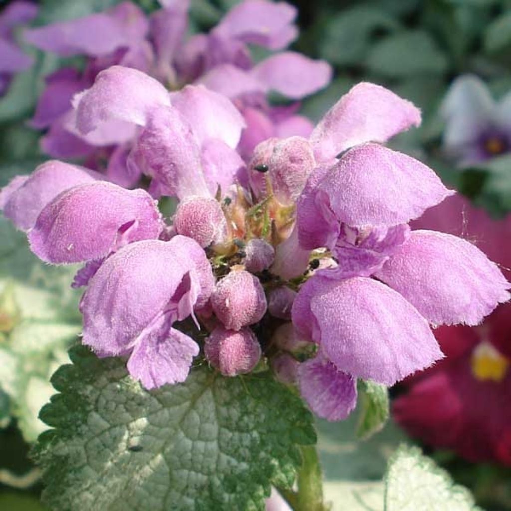 Lamium maculatum Red Nancy - Spotted Deadnettle