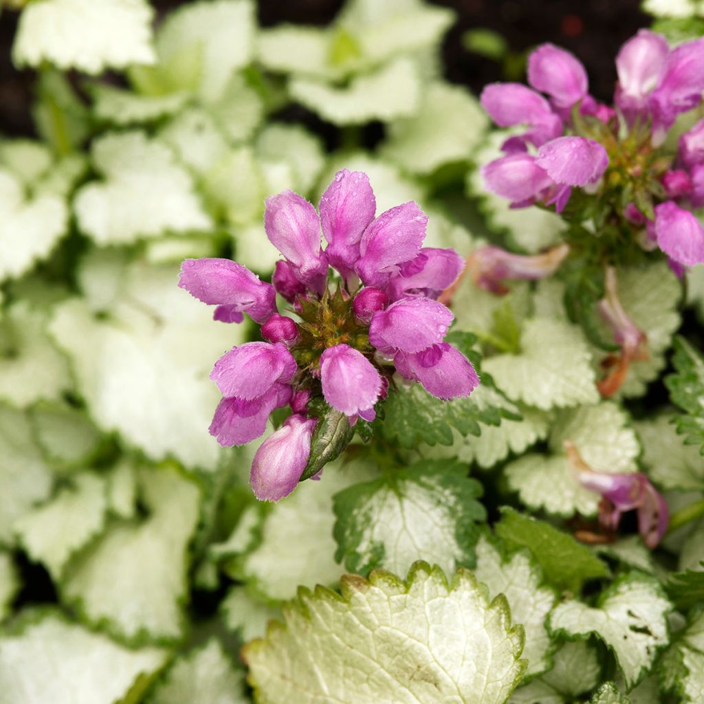 Lamium maculatum Beacon Silver - Spotted Deadnettle