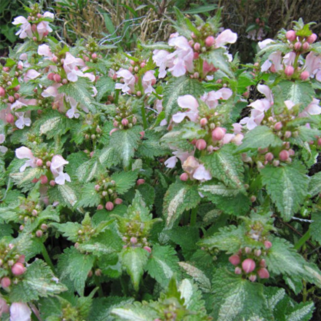 Lamium maculatum Purple Dragon - Spotted Deadnettle