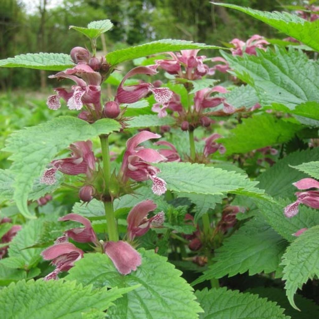 Lamium orvala