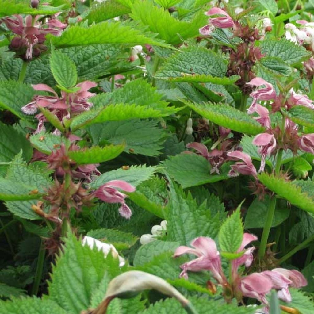 Lamium orvala