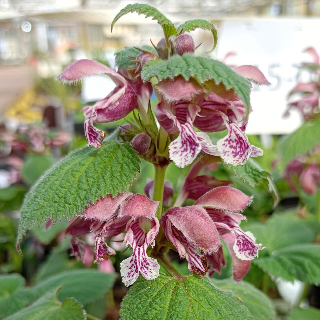 Lamium orvala