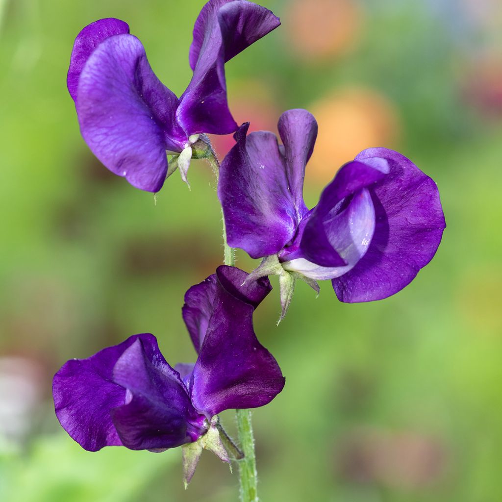 Lathyrus odoratus Blue Velvet - Sweet Pea Seeds