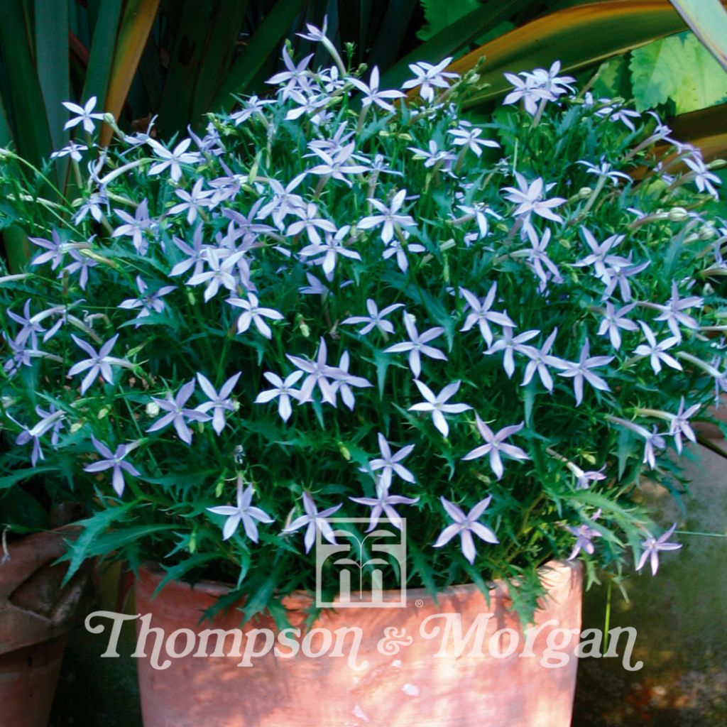 Laurentia Avant-Garde Blue F1 Seeds - Solenopsis axillaris