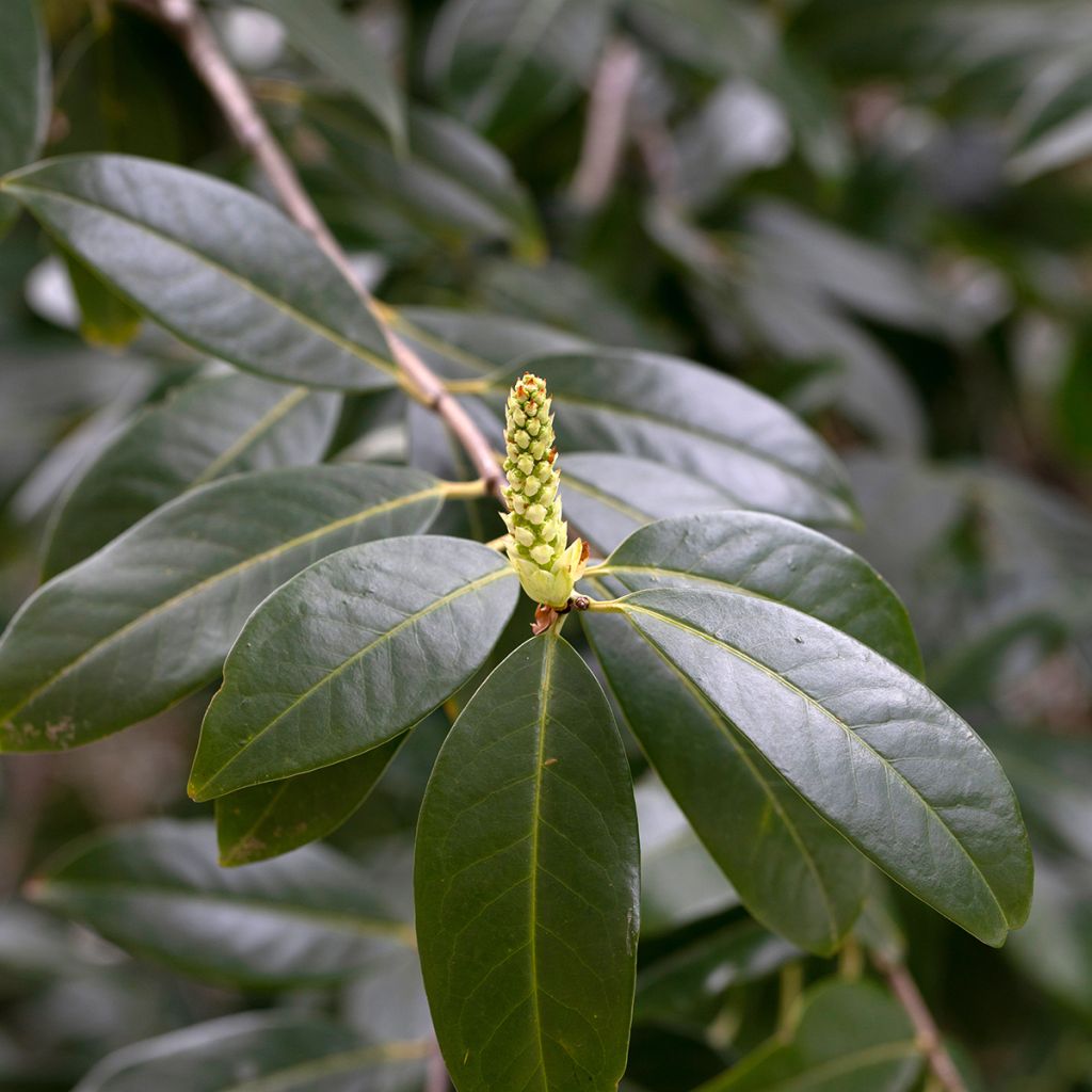 Prunus laurocerasus Genolia - Cherry Laurel