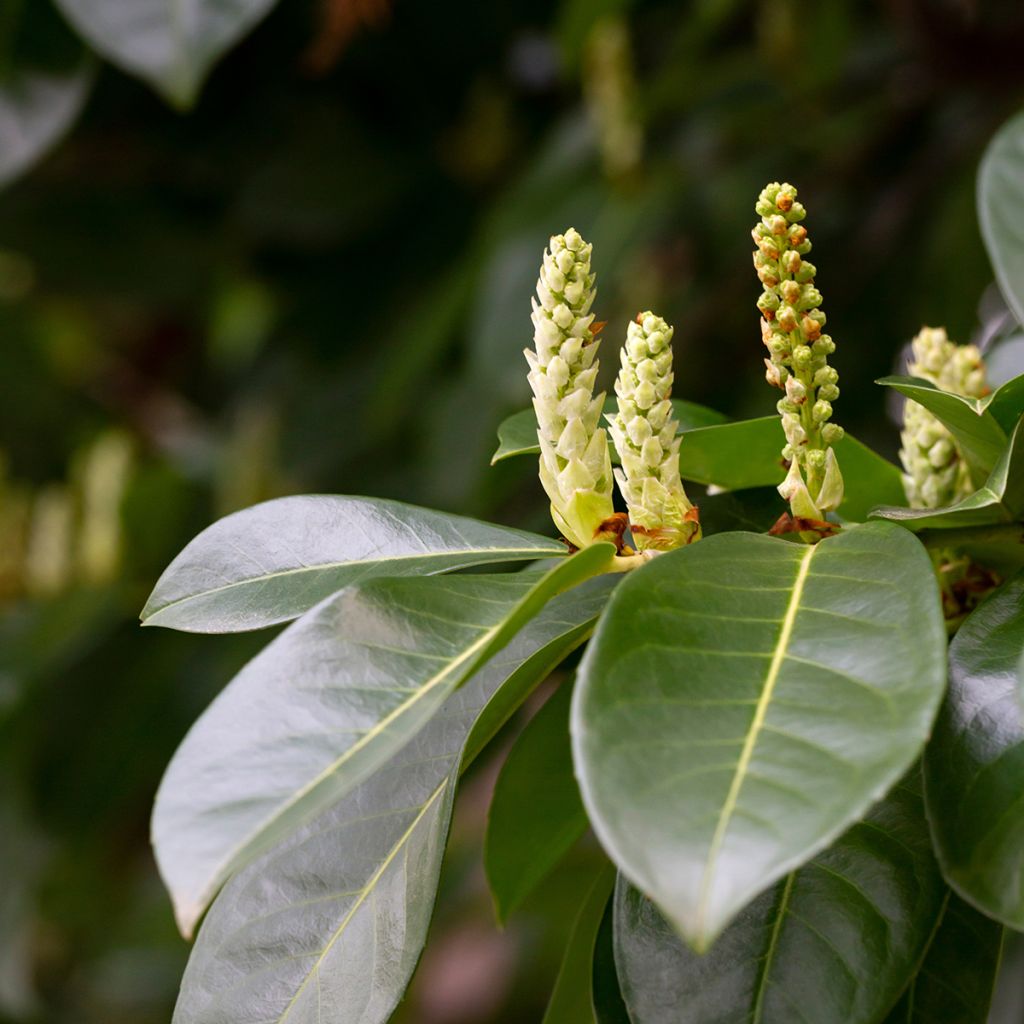 Prunus laurocerasus Genolia - Cherry Laurel