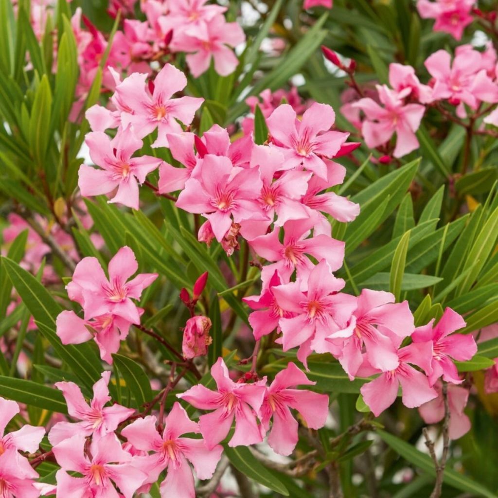 Nerium oleander Margarita
