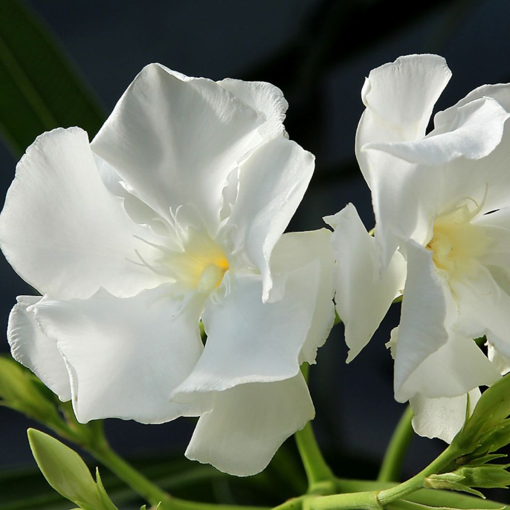 Nerium oleander Mont Blanc 