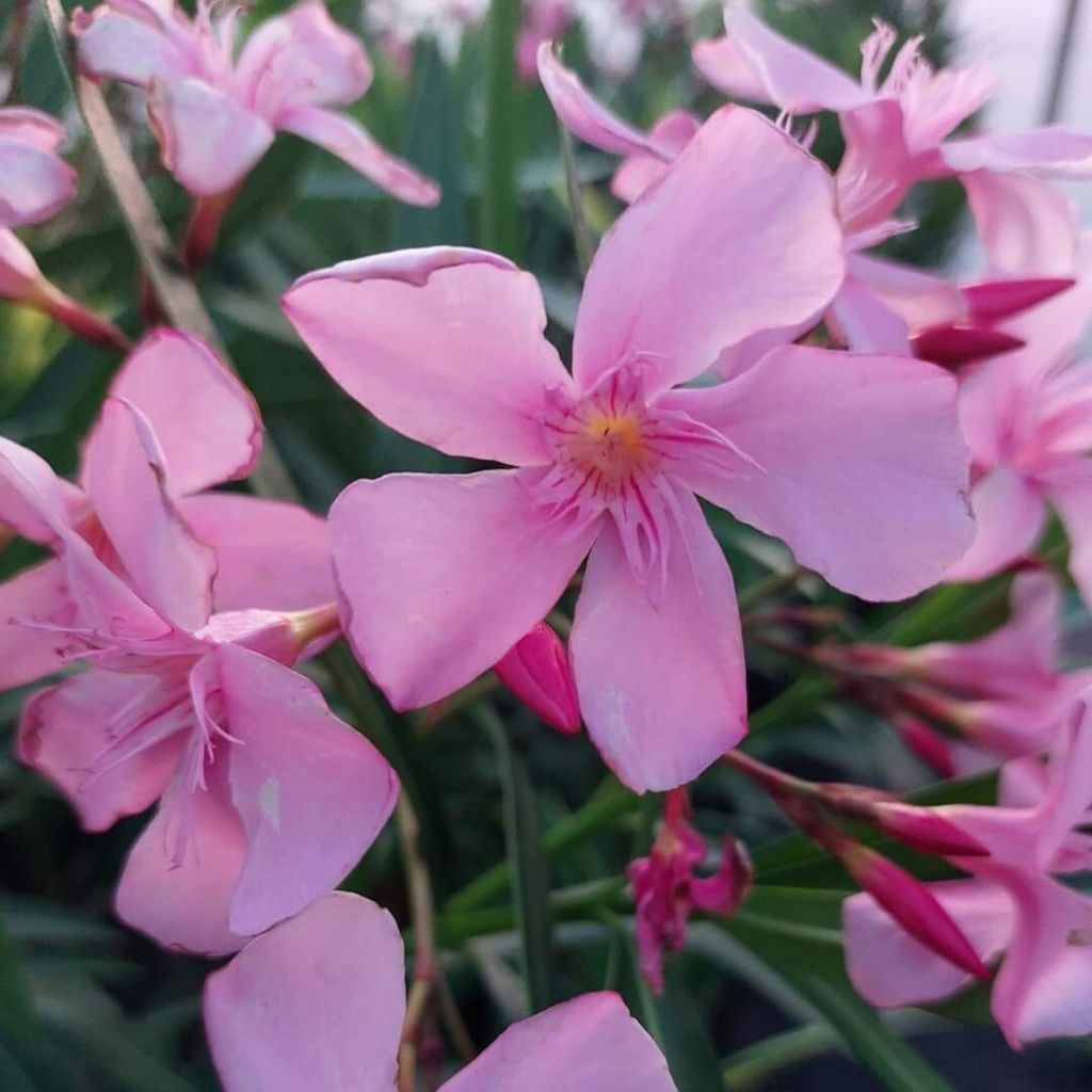 Nerium oleander Magaly